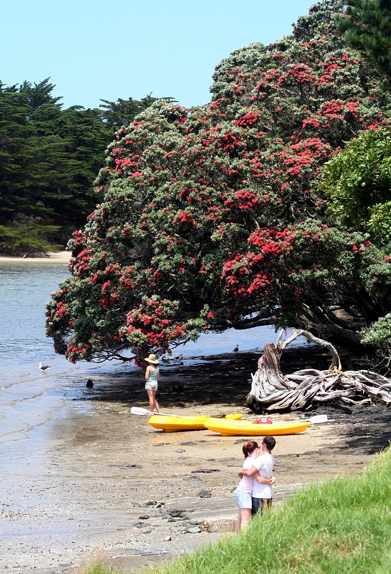 pohutukawa kayaks pohutukawa kayaks